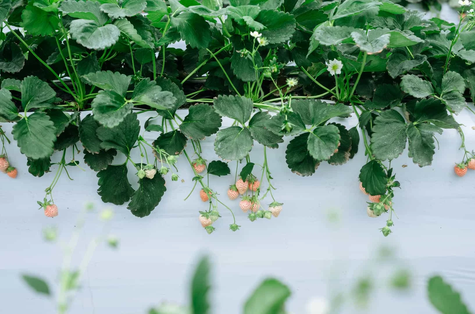 ElyEE子 Strawberry Picking Date